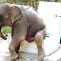 В Таиланде слонов научили справлять нужду в гигантские унитазы